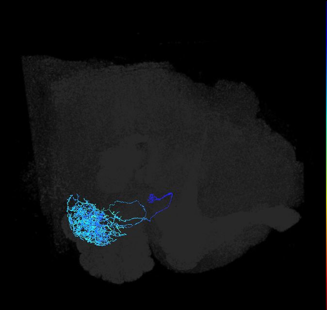 adult anterior ventrolateral protocerebrum neuron 216
