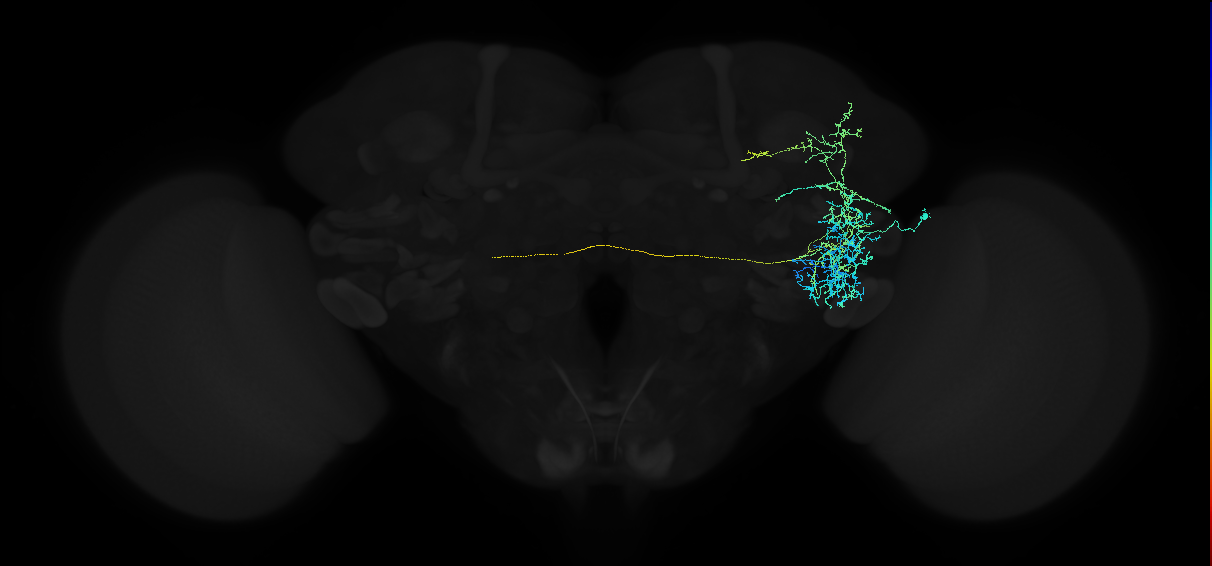 adult anterior ventrolateral protocerebrum neuron 217