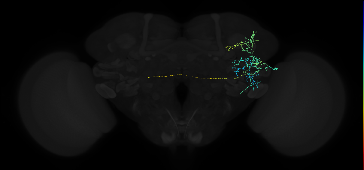 adult anterior ventrolateral protocerebrum neuron 218