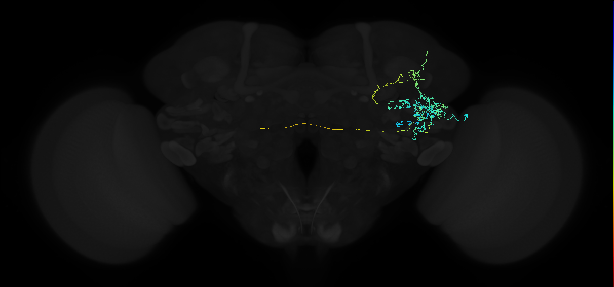adult anterior ventrolateral protocerebrum neuron 219