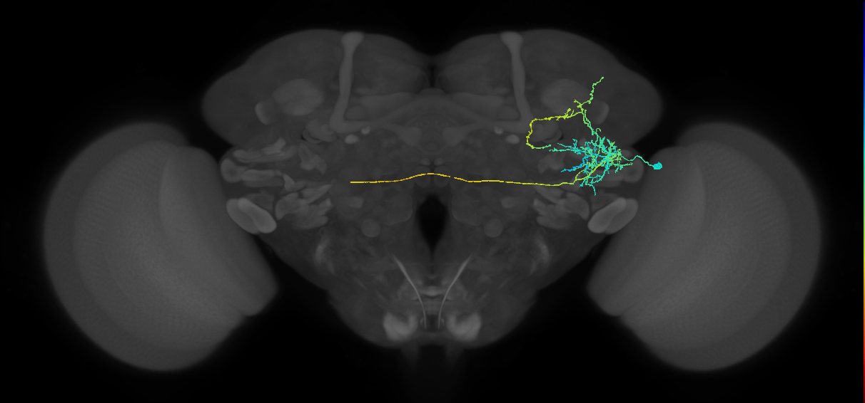 AVLP219_R (FlyEM-HB:1168845584)