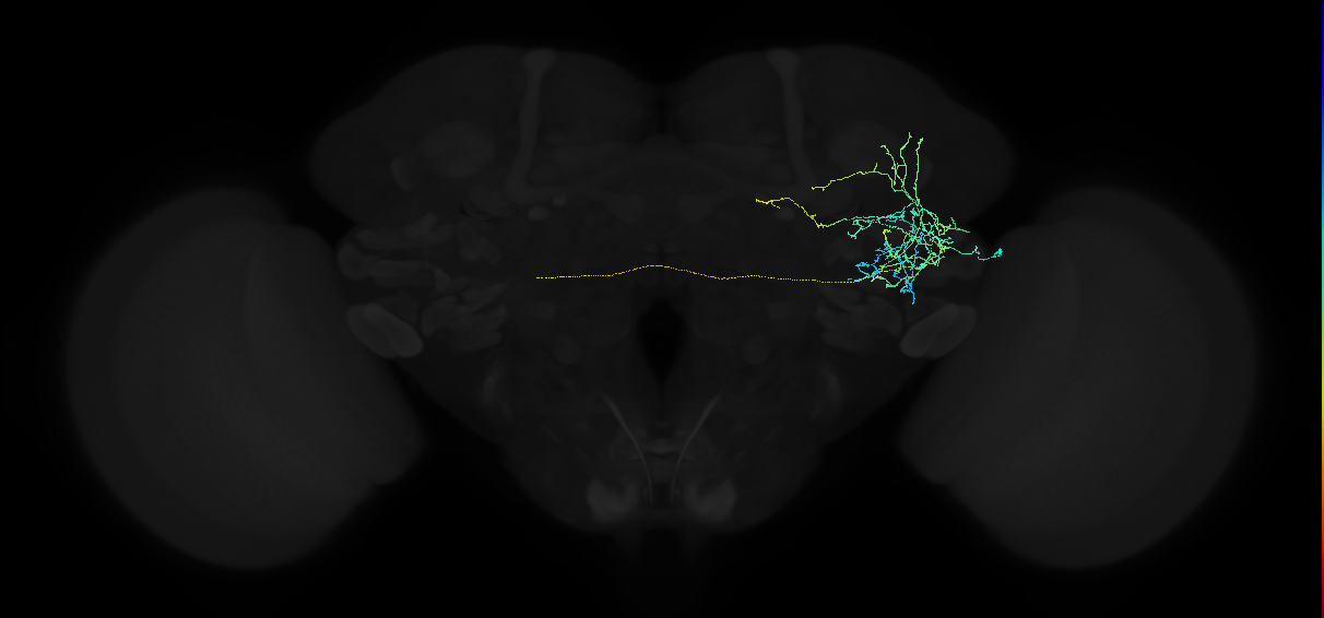 adult anterior ventrolateral protocerebrum neuron 219