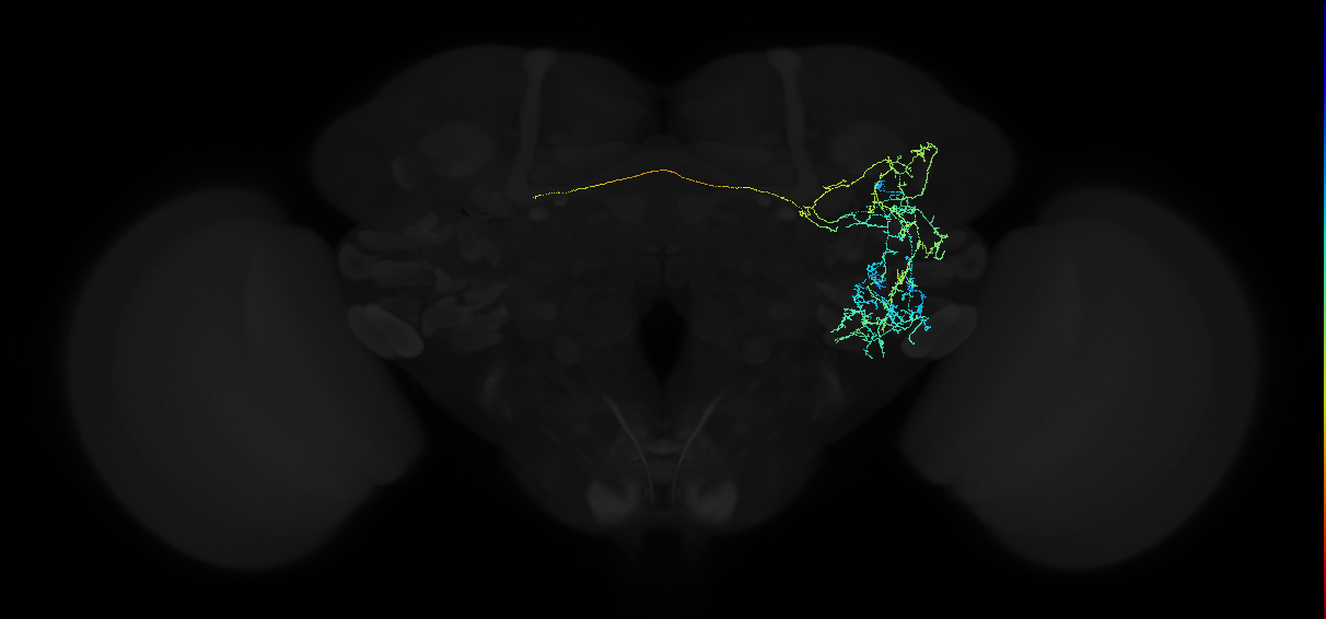 adult anterior ventrolateral protocerebrum neuron 220