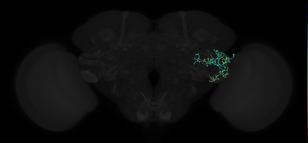 adult anterior ventrolateral protocerebrum neuron 221