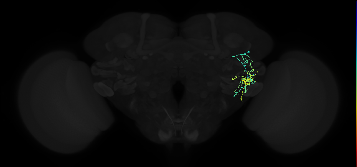 adult anterior ventrolateral protocerebrum neuron 222