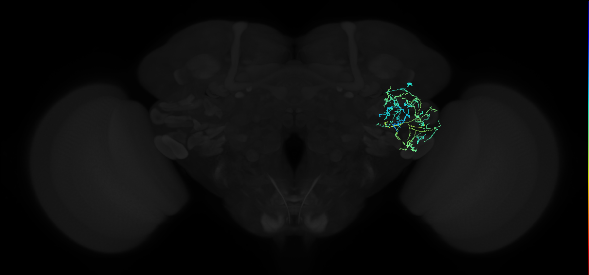 adult anterior ventrolateral protocerebrum neuron 223