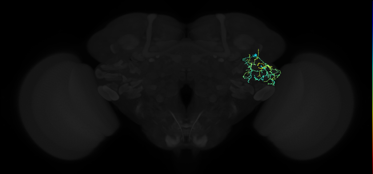adult anterior ventrolateral protocerebrum neuron 224
