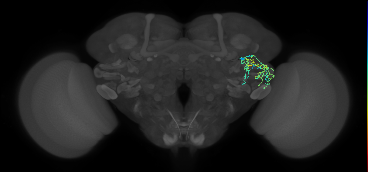 AVLP224_a_R (FlyEM-HB:1259890841)