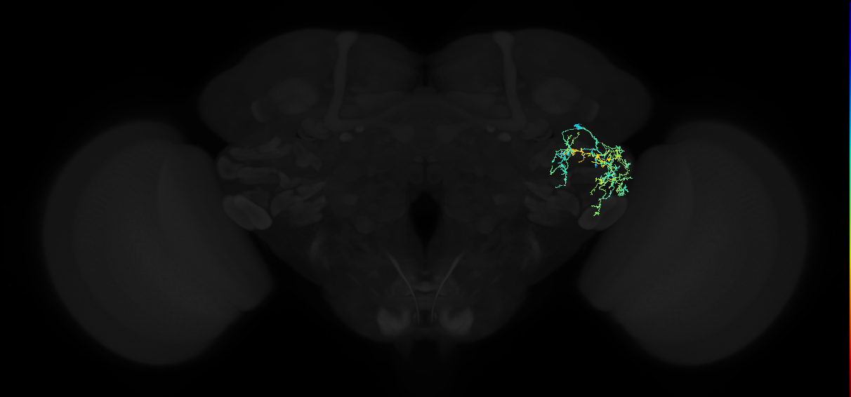 adult anterior ventrolateral protocerebrum neuron 224