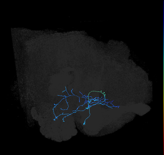 AVLP225_a_R (FlyEM-HB:828795703)