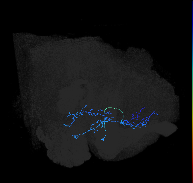 adult anterior ventrolateral protocerebrum neuron 225