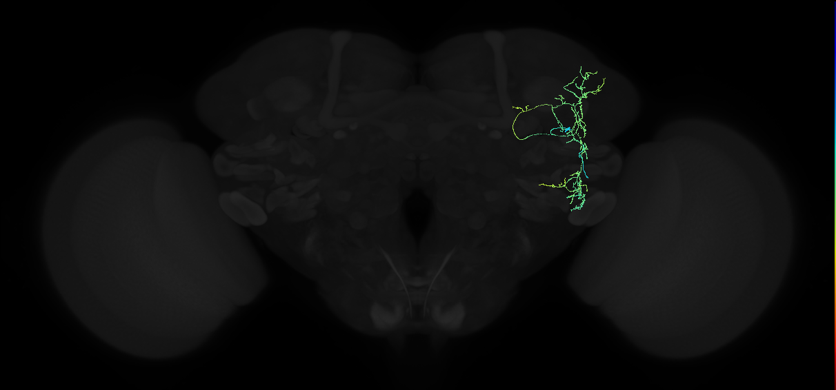 adult anterior ventrolateral protocerebrum neuron 225