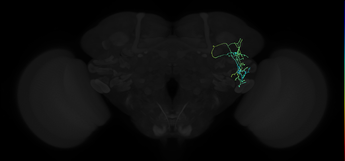 adult anterior ventrolateral protocerebrum neuron 226