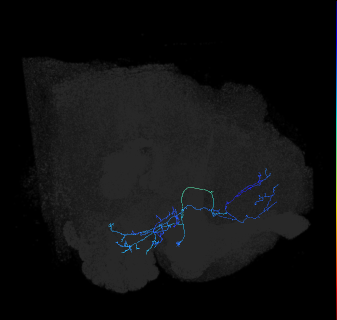adult anterior ventrolateral protocerebrum neuron 227