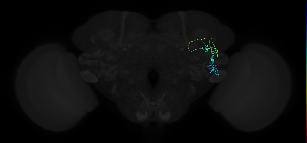 adult anterior ventrolateral protocerebrum neuron 228