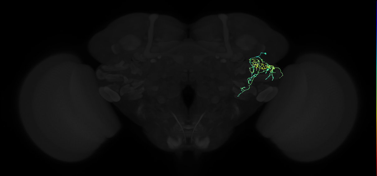 adult anterior ventrolateral protocerebrum neuron 229