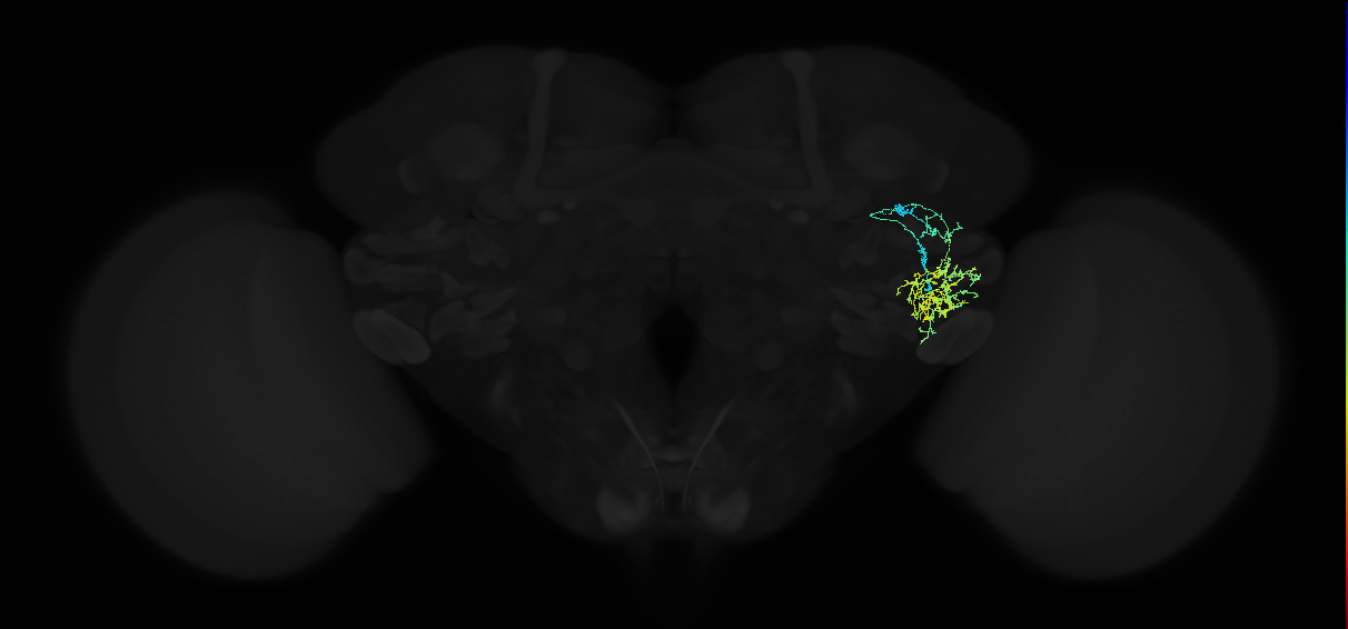 adult anterior ventrolateral protocerebrum neuron 230