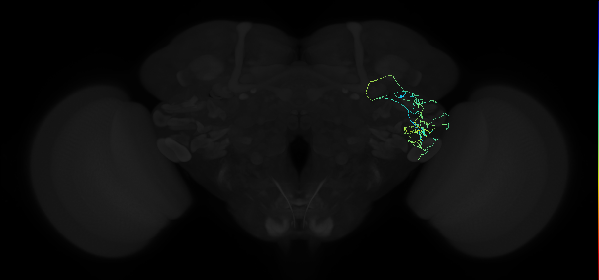 adult anterior ventrolateral protocerebrum neuron 231