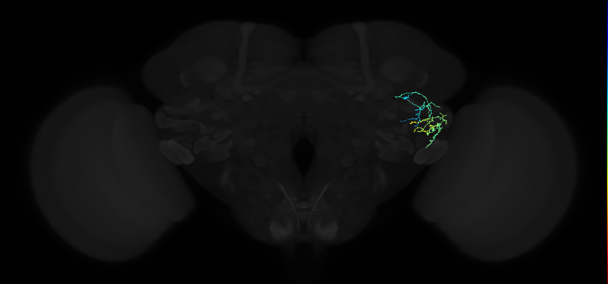 adult anterior ventrolateral protocerebrum neuron 232