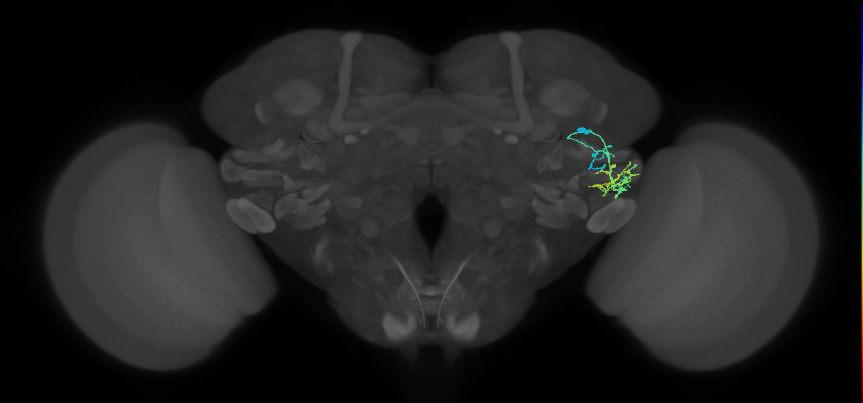 AVLP232_R (FlyEM-HB:1357093131)