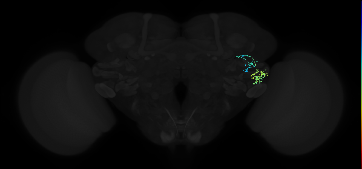 adult anterior ventrolateral protocerebrum neuron 232