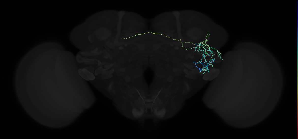adult anterior ventrolateral protocerebrum neuron 233