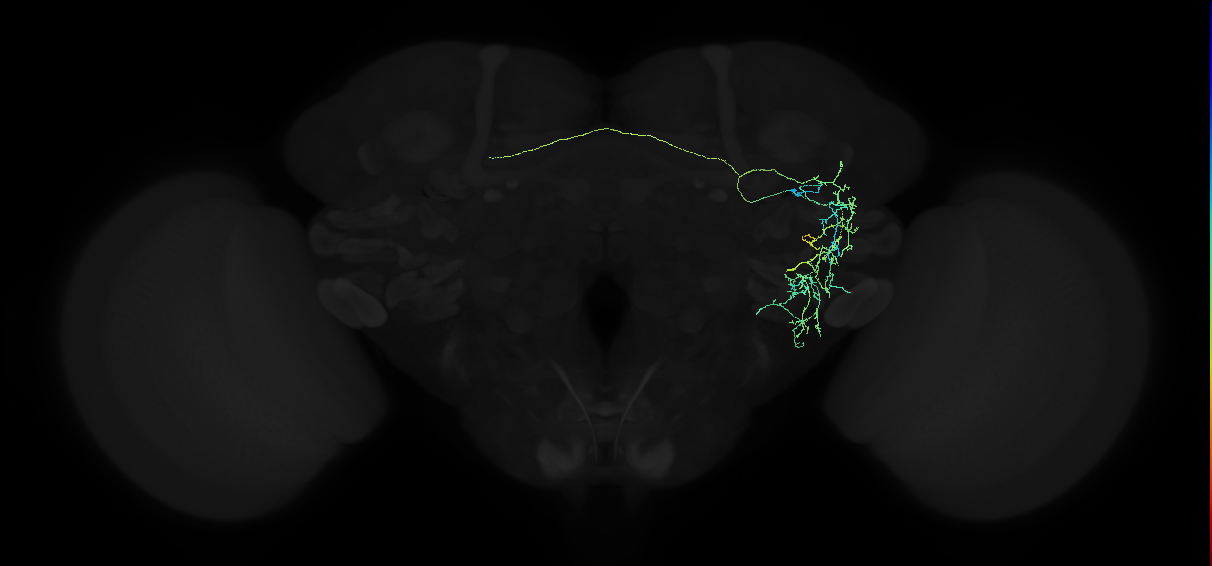 adult anterior ventrolateral protocerebrum neuron 234
