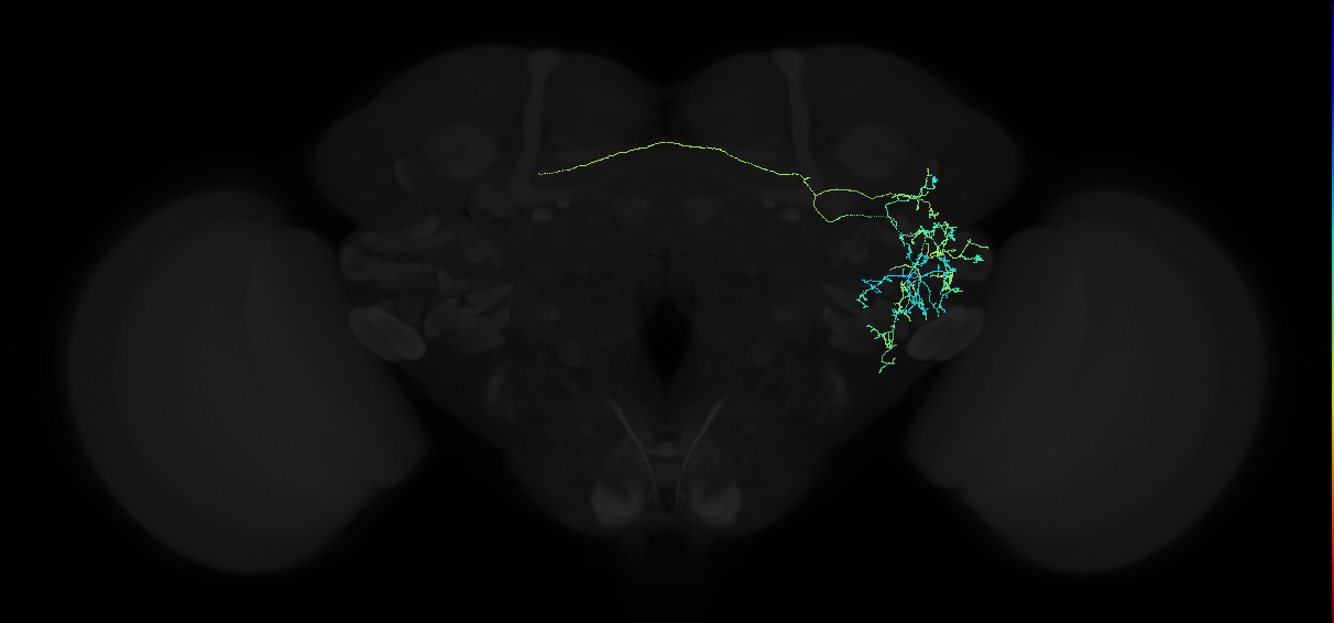 adult anterior ventrolateral protocerebrum neuron 235