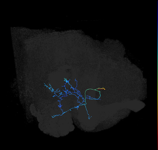 adult anterior ventrolateral protocerebrum neuron 236