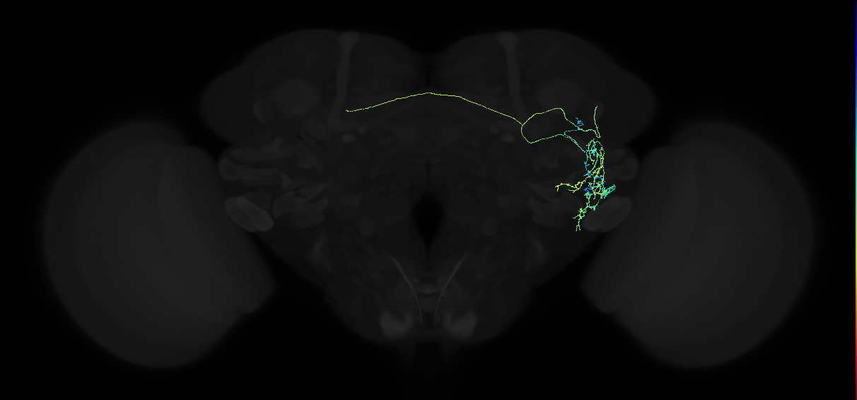 adult anterior ventrolateral protocerebrum neuron 236