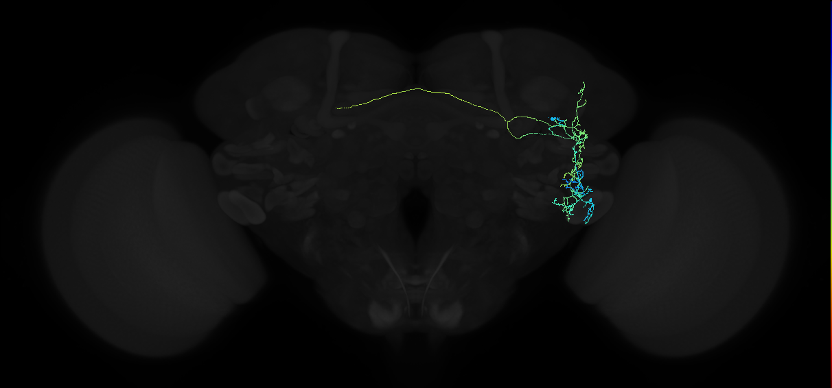 adult anterior ventrolateral protocerebrum neuron 237