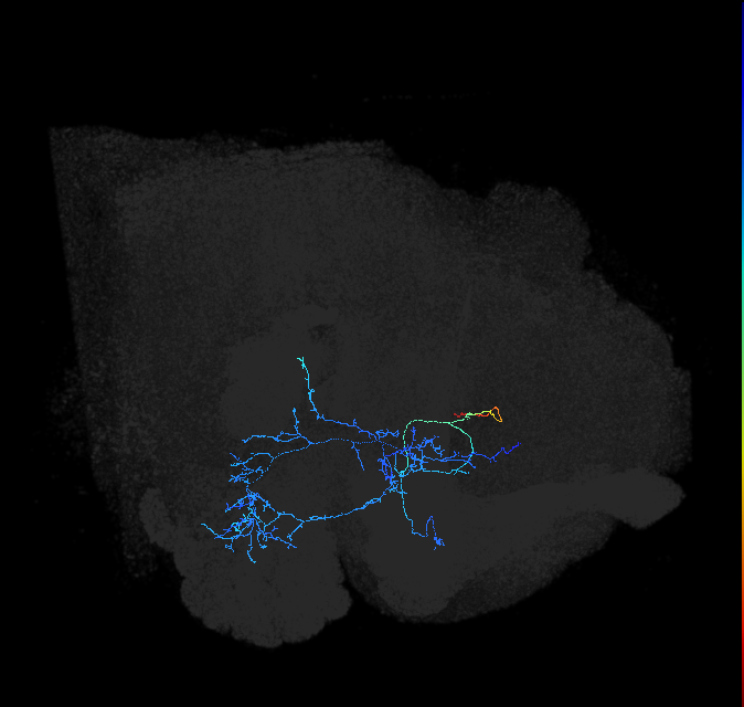 AVLP237_c_R (FlyEM-HB:1011763168)