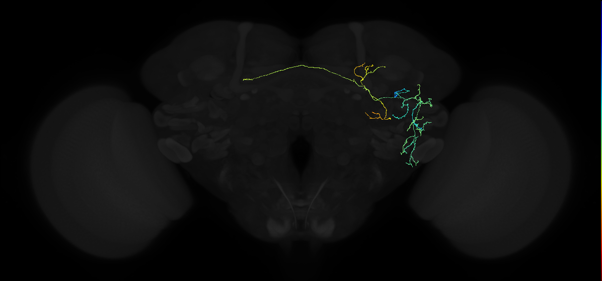 adult anterior ventrolateral protocerebrum neuron 238