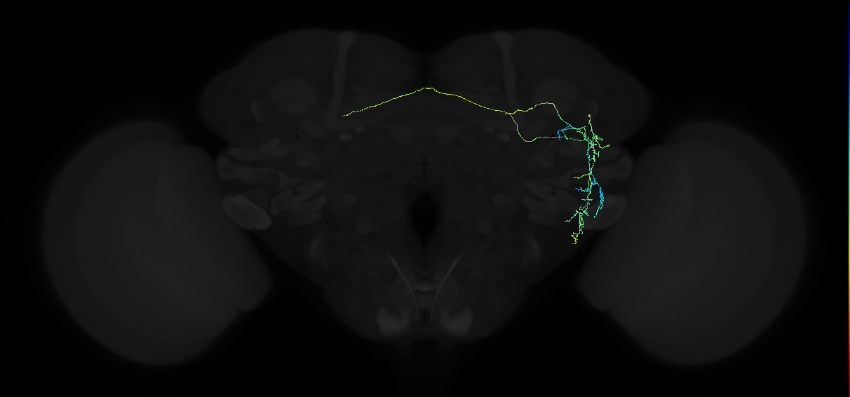 adult anterior ventrolateral protocerebrum neuron 239
