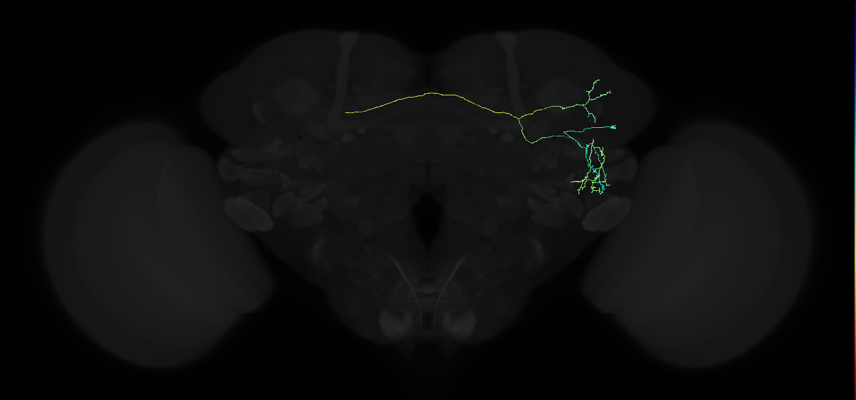 adult anterior ventrolateral protocerebrum neuron 240