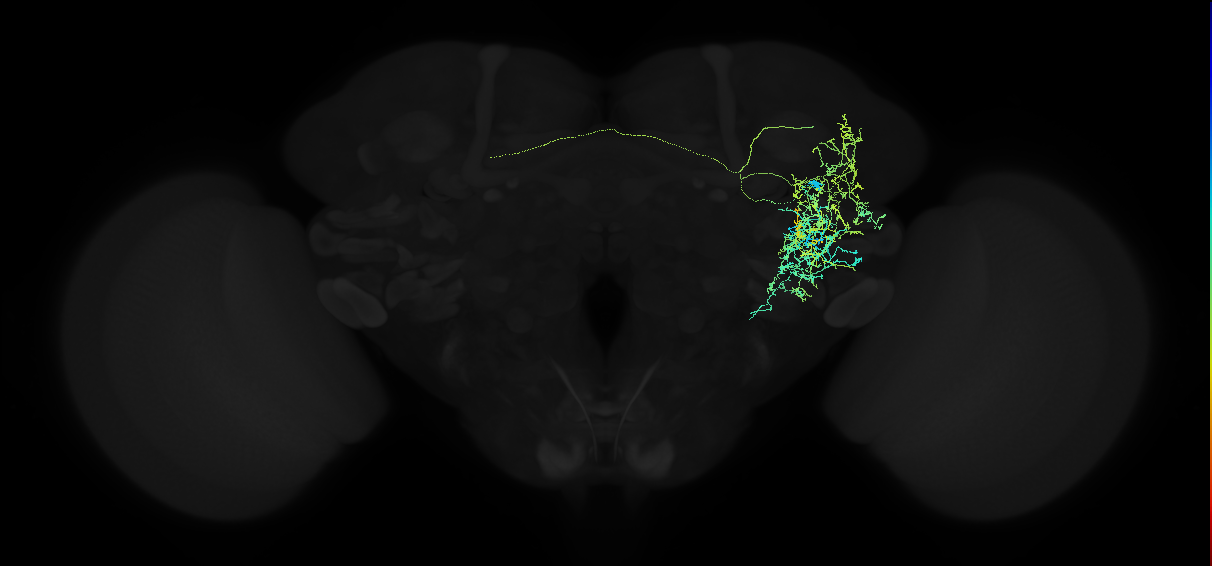adult anterior ventrolateral protocerebrum neuron 243