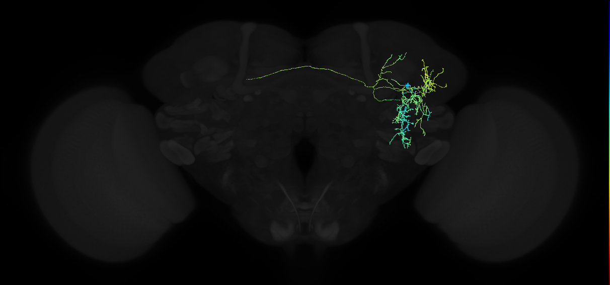 adult anterior ventrolateral protocerebrum neuron 244