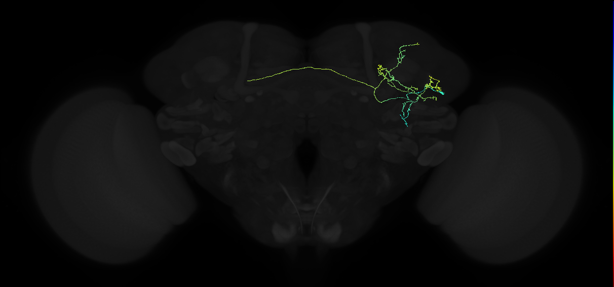 adult anterior ventrolateral protocerebrum neuron 245