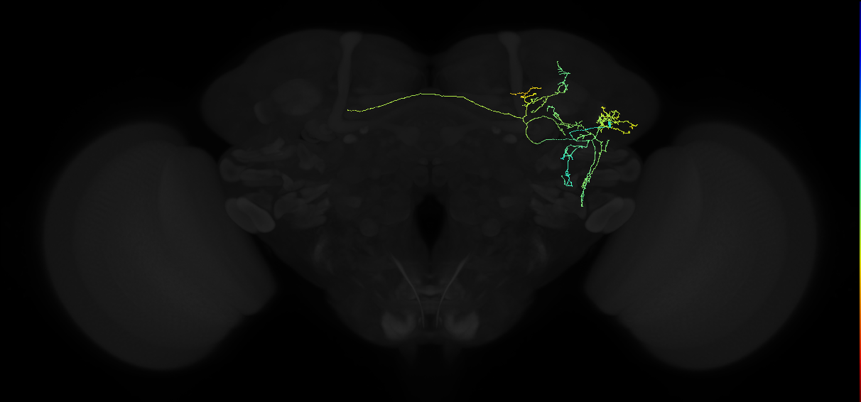 adult anterior ventrolateral protocerebrum neuron 245