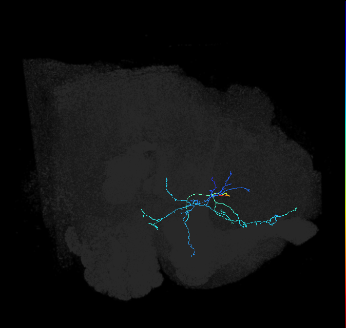 adult anterior ventrolateral protocerebrum neuron 246