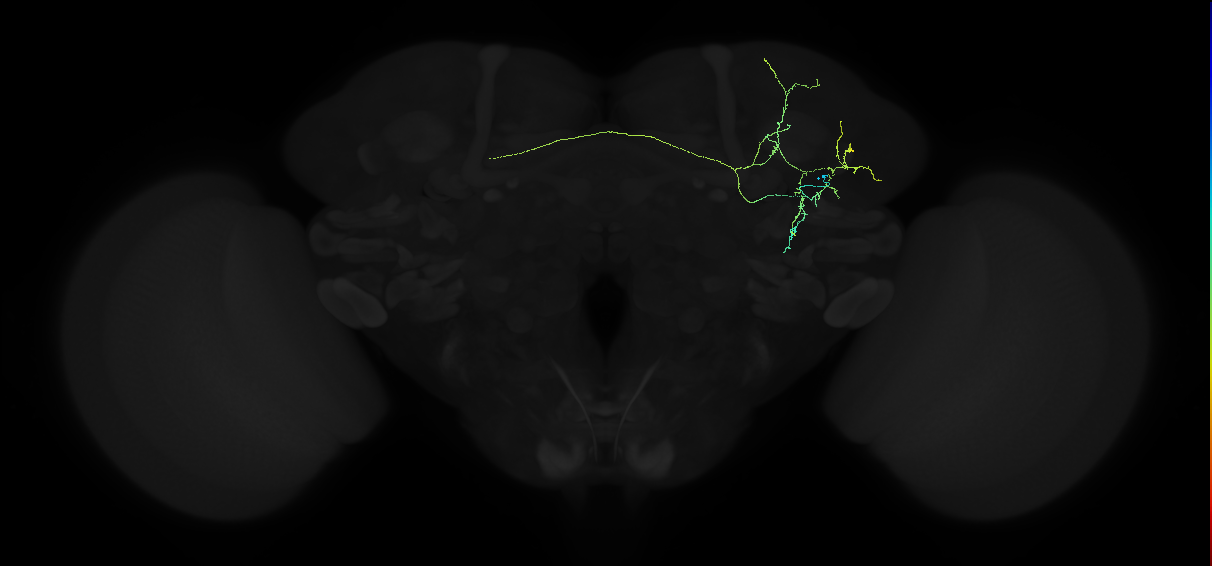 adult anterior ventrolateral protocerebrum neuron 246