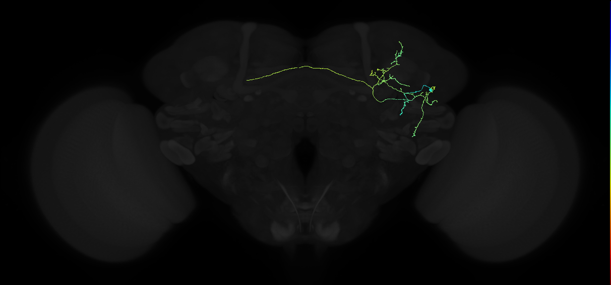 adult anterior ventrolateral protocerebrum neuron 247
