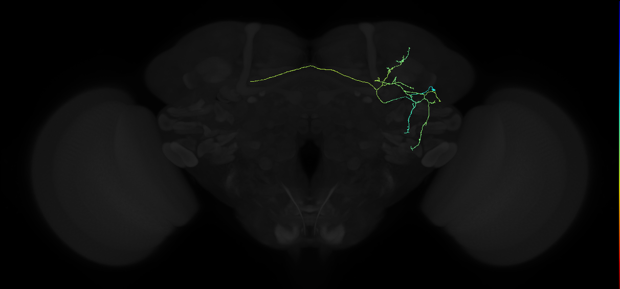 adult anterior ventrolateral protocerebrum neuron 247