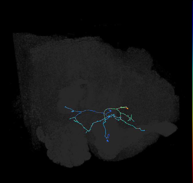 AVLP247_R (FlyEM-HB:951640635)