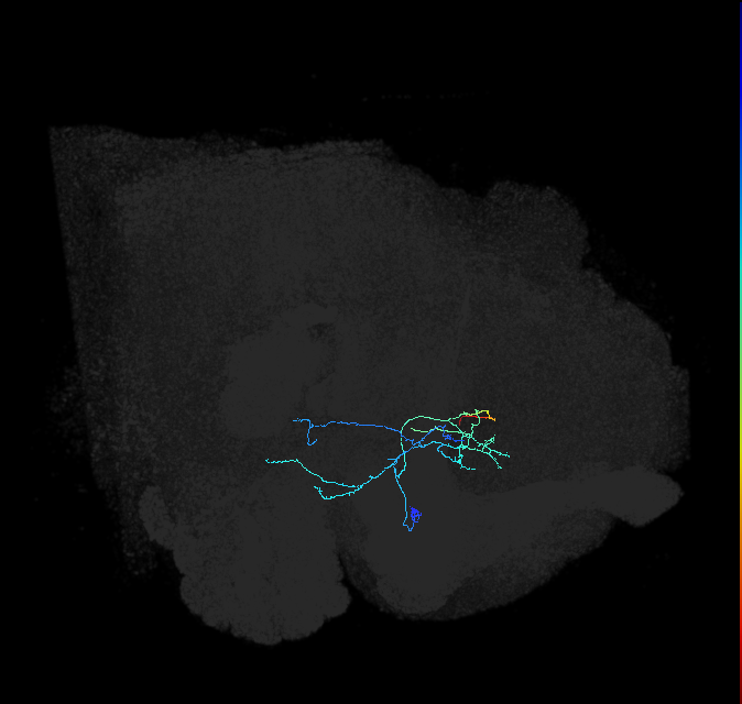 AVLP248_R (FlyEM-HB:5813070171)