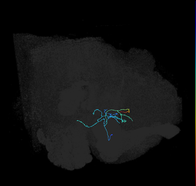 adult anterior ventrolateral protocerebrum neuron 248