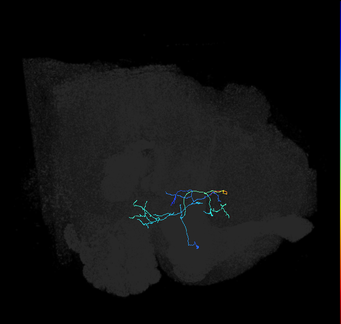 AVLP248_R (FlyEM-HB:1229879796)