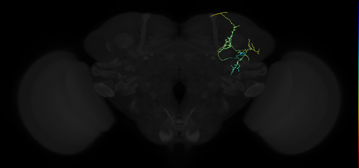 adult anterior ventrolateral protocerebrum neuron 249