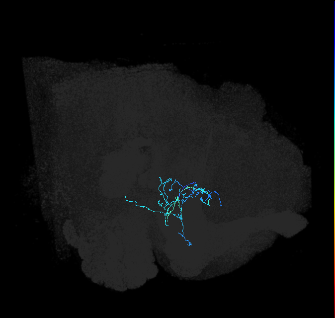adult anterior ventrolateral protocerebrum neuron 250