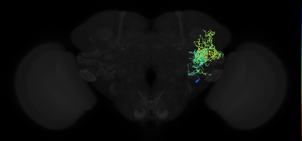 adult anterior ventrolateral protocerebrum neuron 251